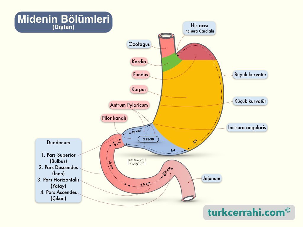 Midenin Bölümleri (Dıştan Görünüm)