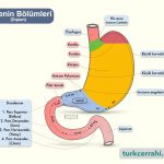 Midenin Bölümleri (Dıştan Görünüm)