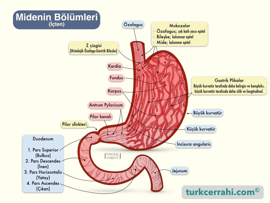 Midenin Bölümleri (İçten Görünüm)