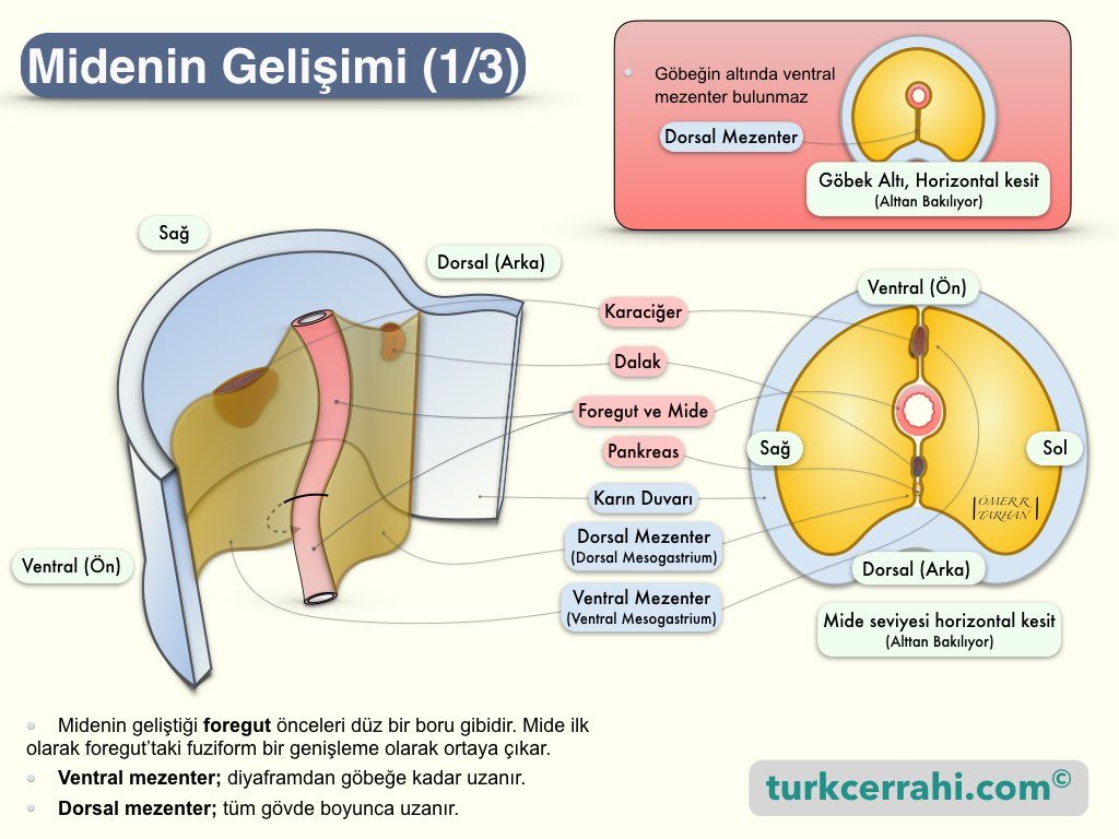 Midenin Embriyolojik Gelişimi-1