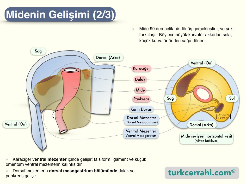 Midenin Embriyolojik Gelişimi-2