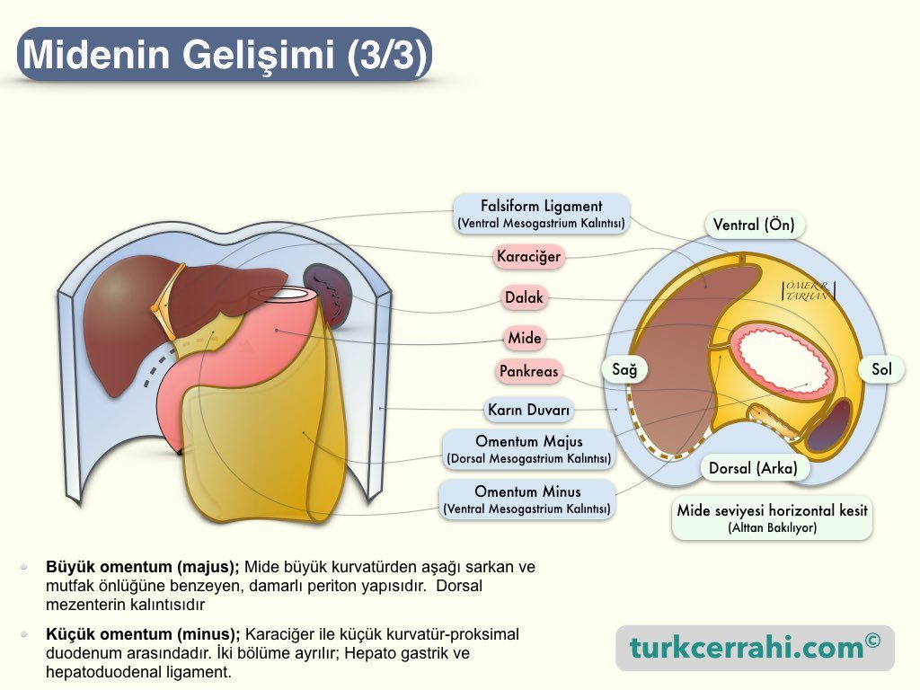 Midenin Embriyolojik Gelişimi-3