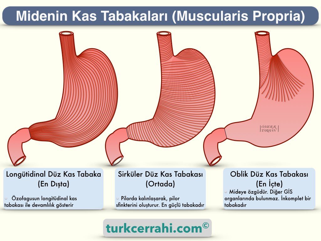 Midenin Kas Tabakaları