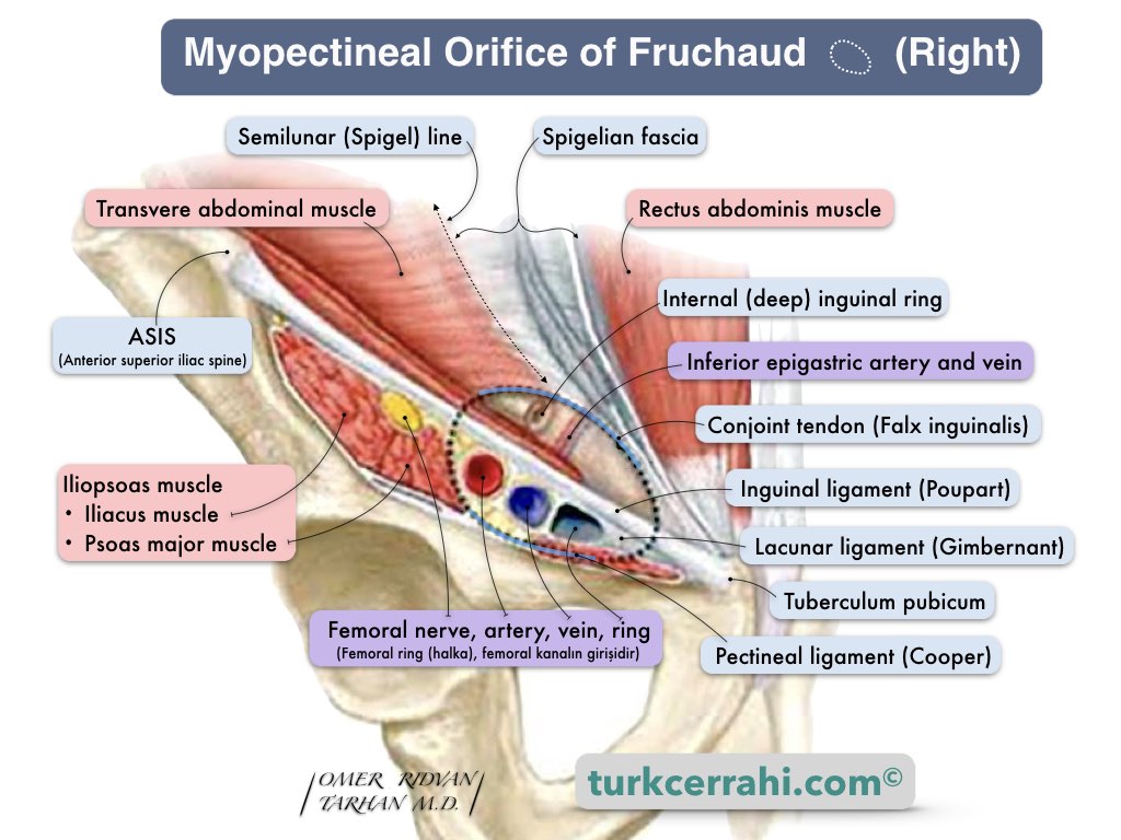Myopectineal orifice of Fruchaud