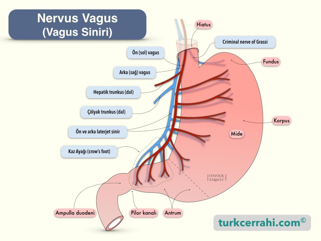 Nervus Vagus Siniri