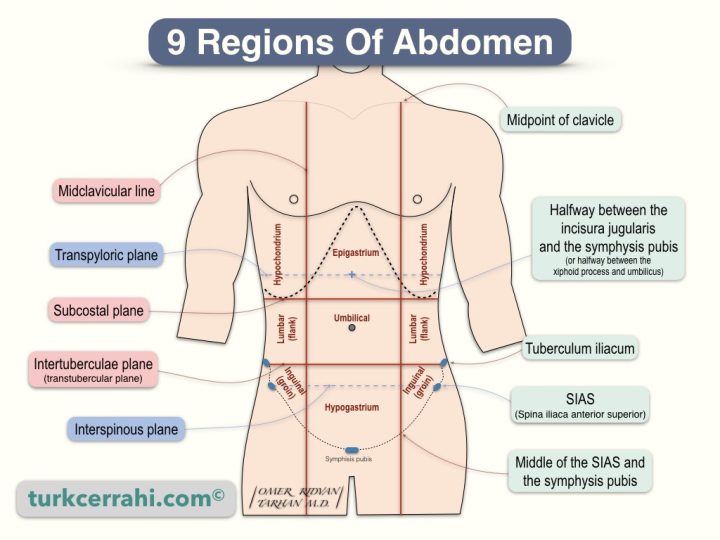 Nine regions of abdomen