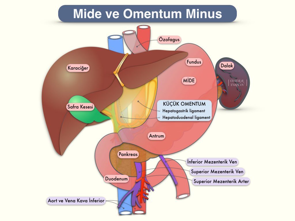 Omentum Minus