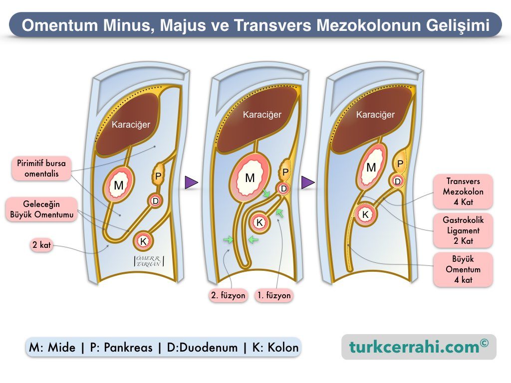 Omentum Minusve Majusun Embriyolojik Gelişimi