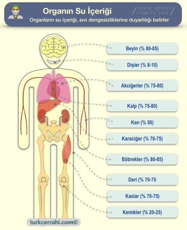 Organların su İçeriği ve Vücut Sıvı Dağılımı