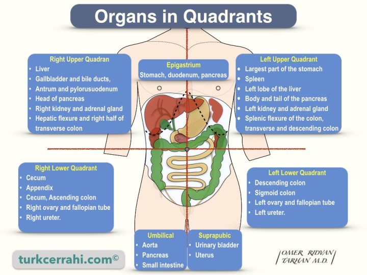 Organs in abdominal quadrants and regions