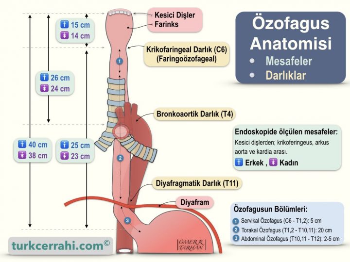 Özofagus Anatomisi ve Darlıkları