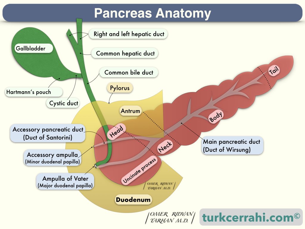 Pancreas anatomy