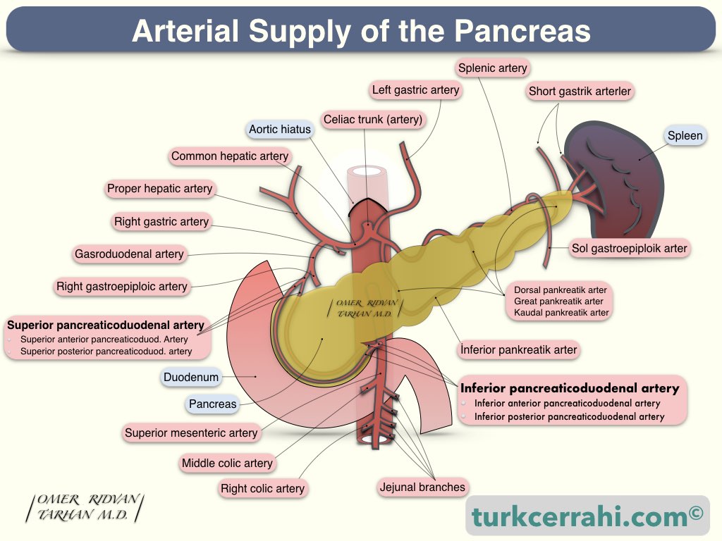 Pancreas arterial supply