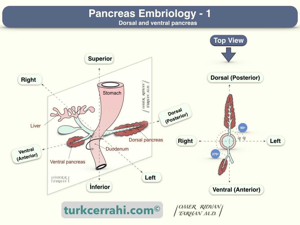 Pancreas embryology: dorsal and ventral pancreas