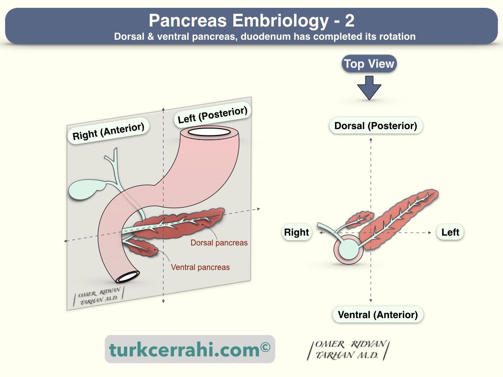 Pancreas embryology: rotation of the dorsal and ventral pancreas