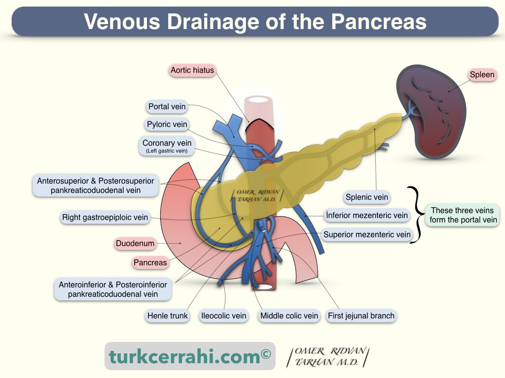Pancreas venous drainage