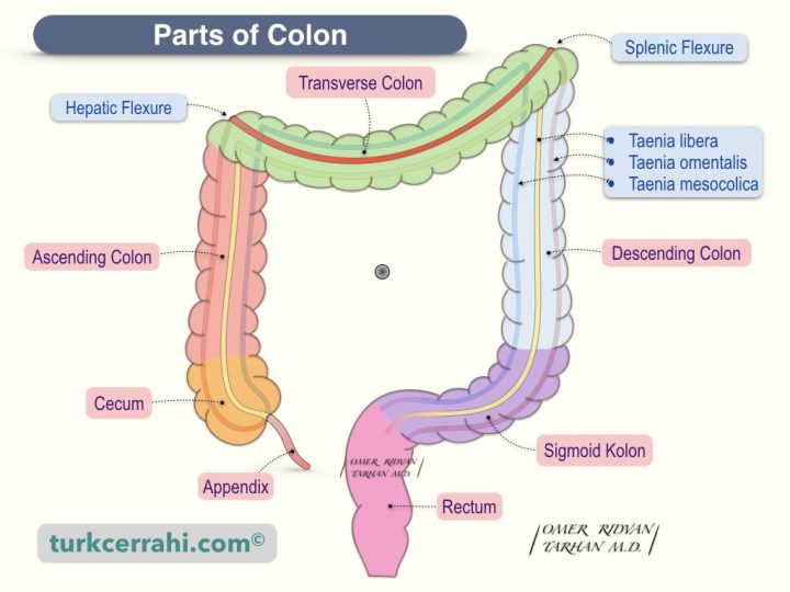 Parts of colon