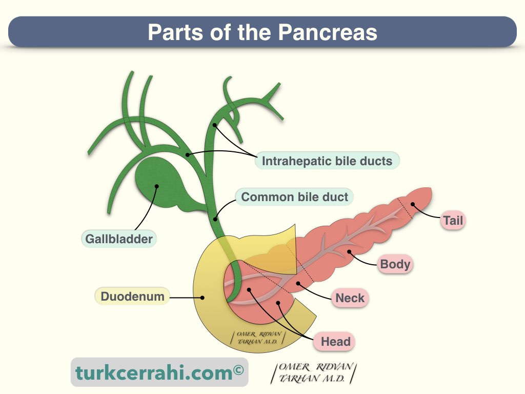 Parts of pancreas