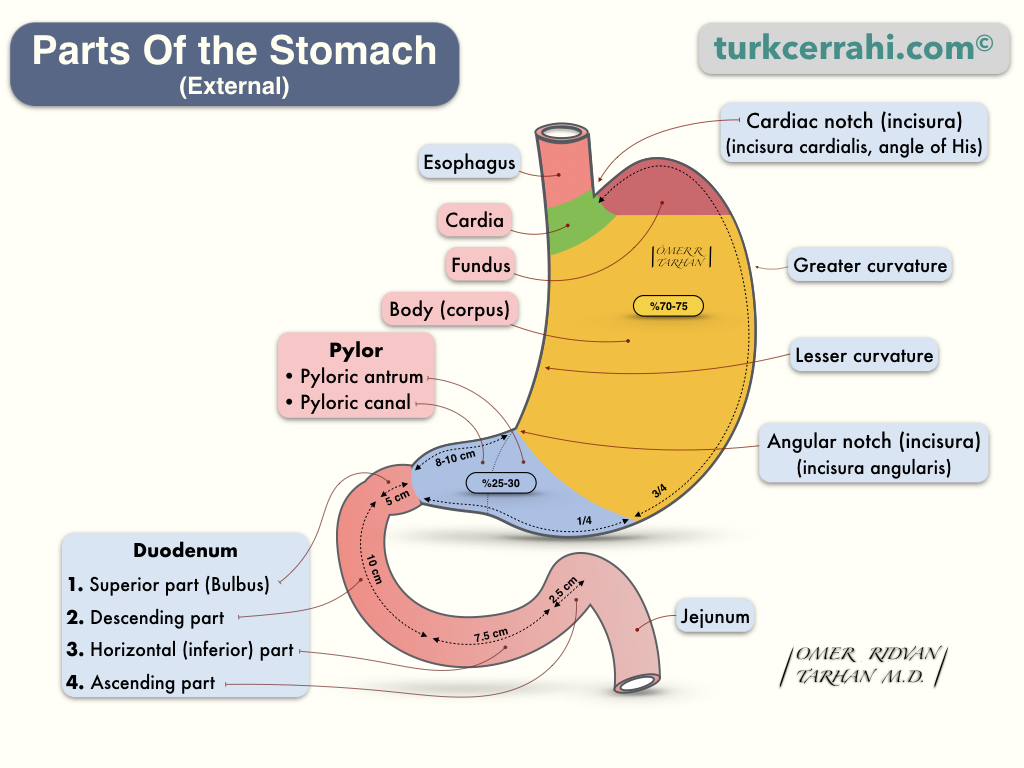 Parts of the stomach (external view)