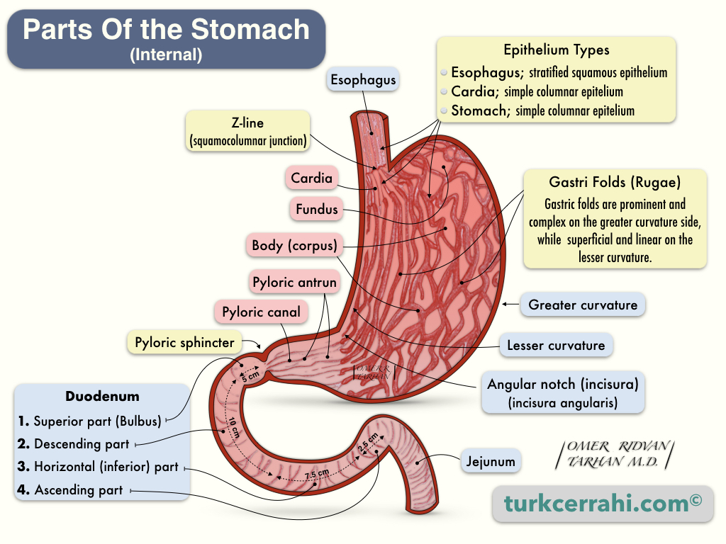 Parts of the stomach (internal view)