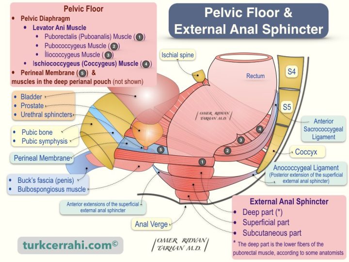 Pelvic floor and external anal sphincter anatomy