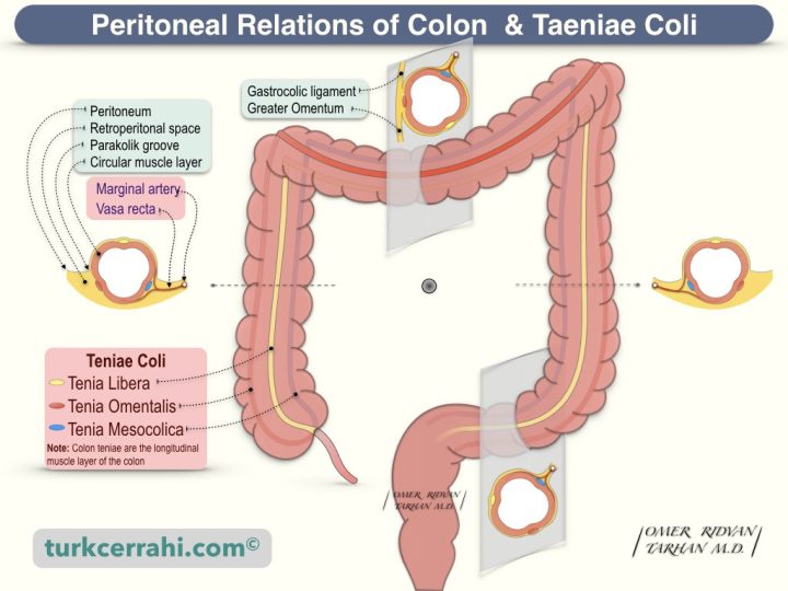 Peritoneal relations of colon and taeniae coli