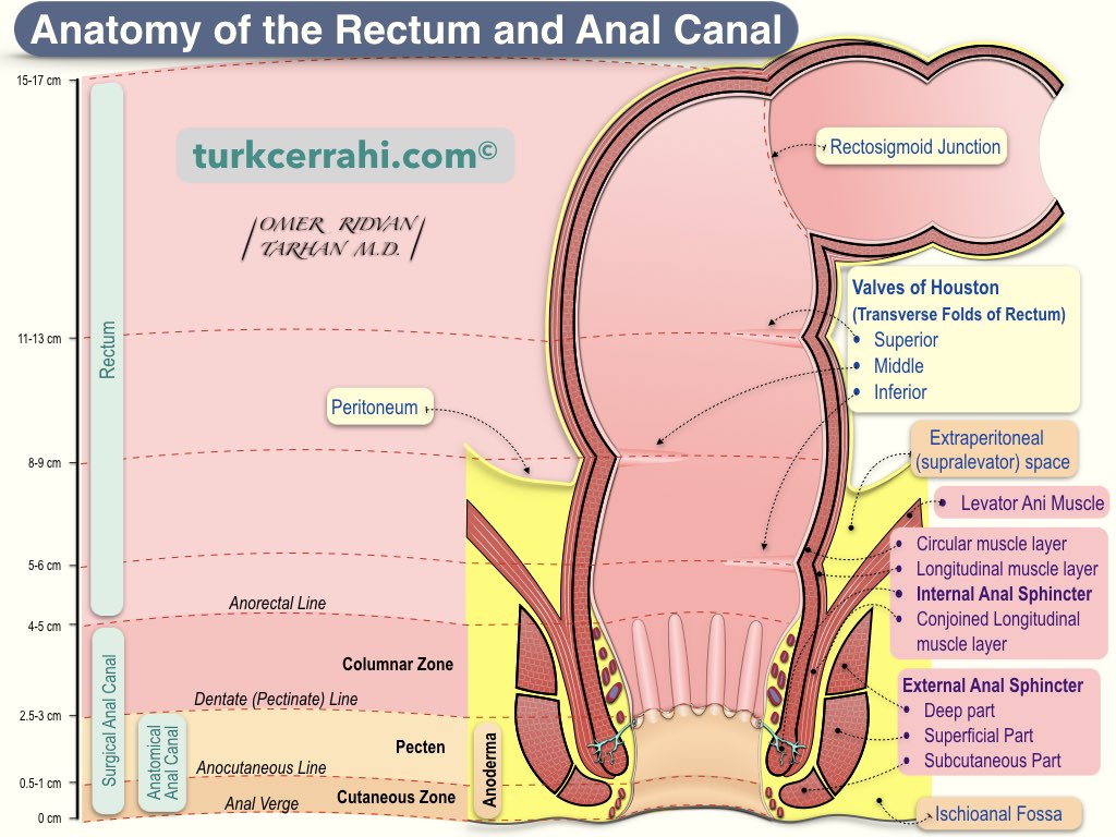 Rectum and anal canal anatomy