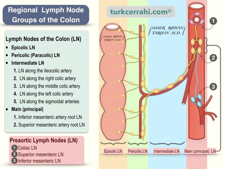 Regional lymph node groups of the colon