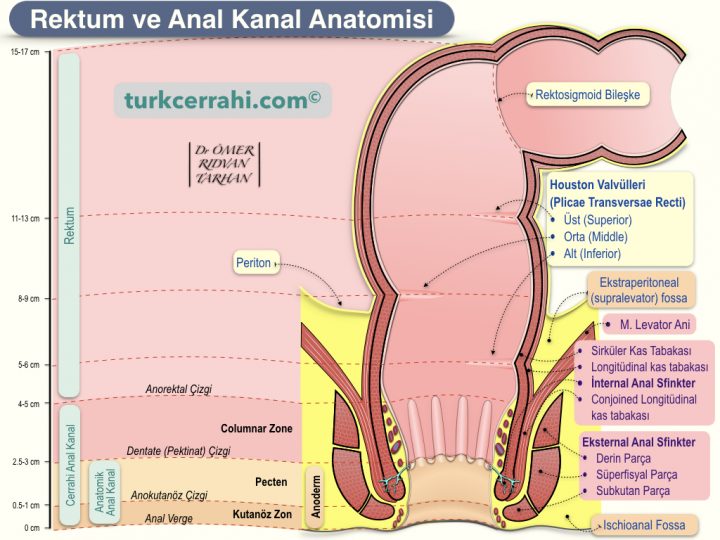 Rektum ve Anal Kanal Anatomisi