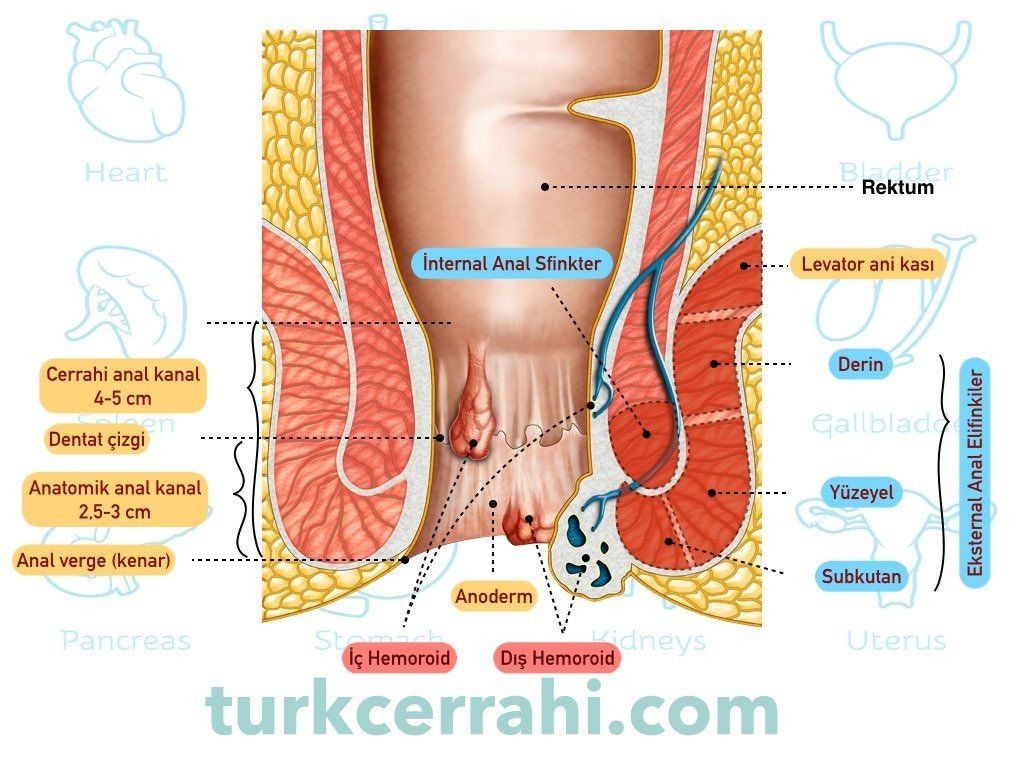 Rektum ve anüs anatomisi