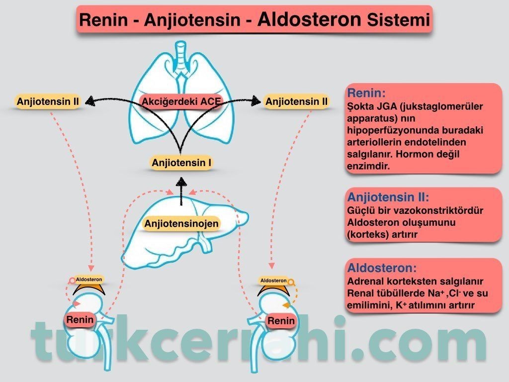 Şokta Renin-anjiotensin-aldosteron sistemi