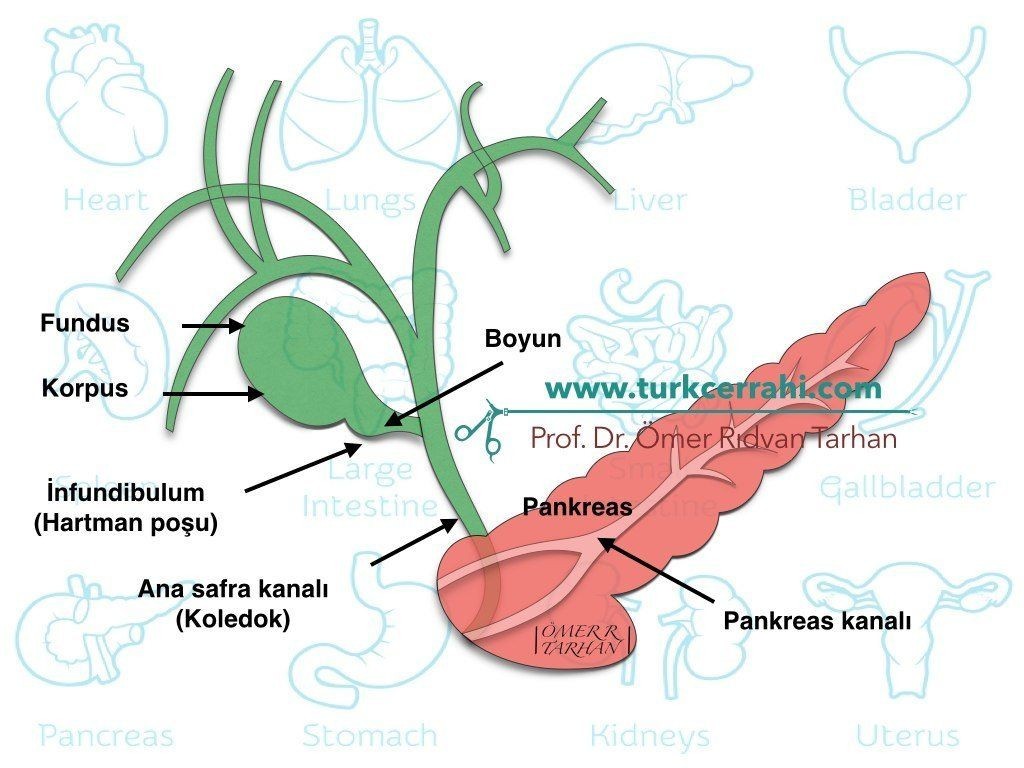 Safra kesesi anatomisi