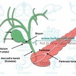 Safra kesesi anatomisi