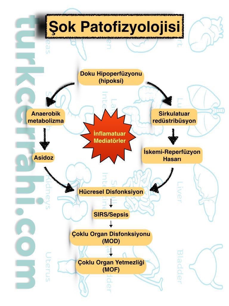 Şok patofizyolojisi (fizyolojisi, fizyopatolojisi)