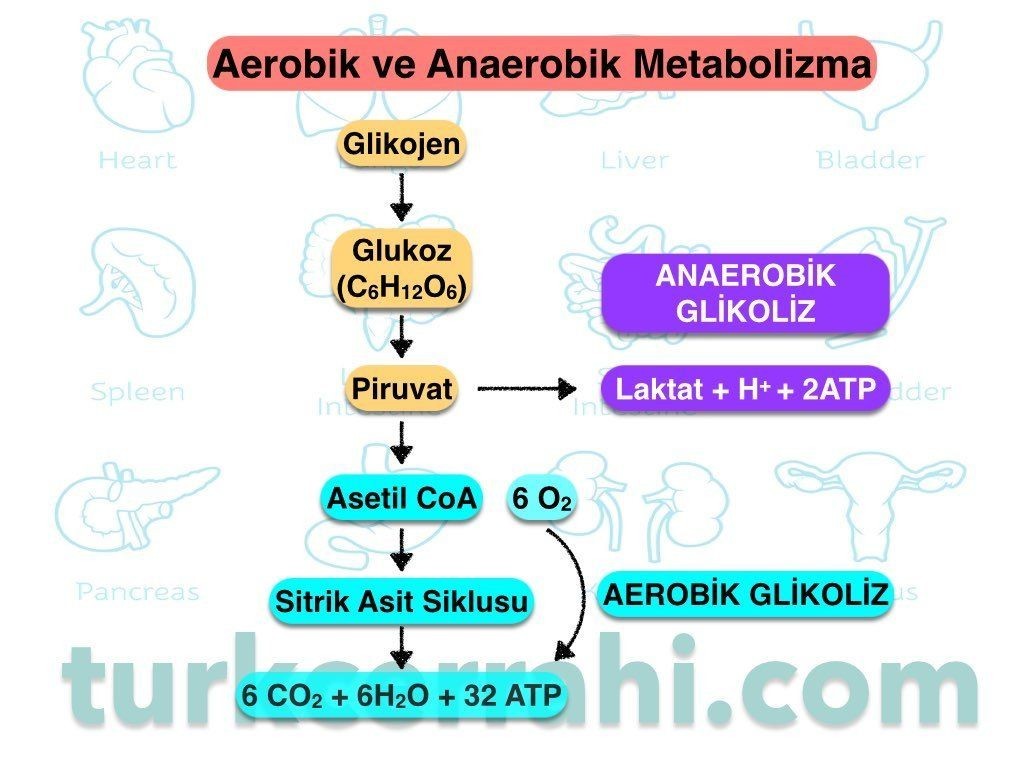 Şokta aerobik ve anaerobik metabolizma