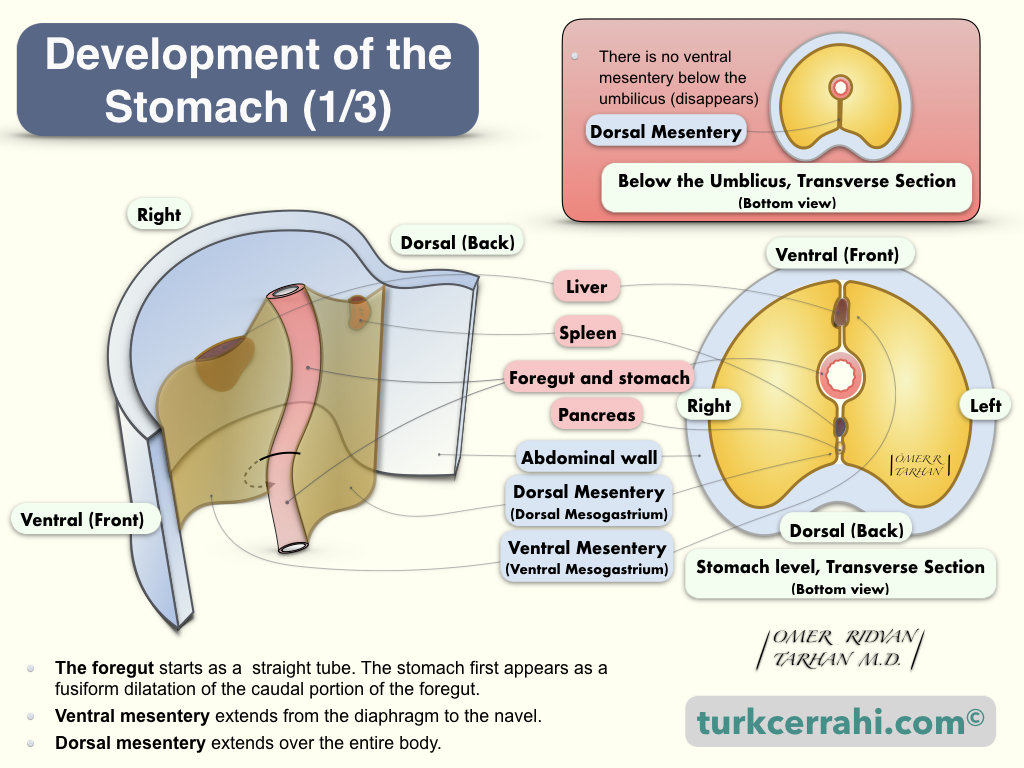 Embryologic Development of the Stomach (1): The foregut, where the stomach develops, is initially in the form of a straight tube. The ventral mesentery extends from the diaphragm to the navel. The dorsal mesentery extends over the entire body.