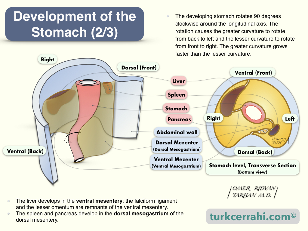 Embryologic Development of the Stomach (2): The liver develops in the ventral mesentery; the falciform ligament and the lesser omentum are remnants of the ventral mesentery. In the dorsal mesogastrium part of the dorsal mesentery, the spleen and the pancreas develop.