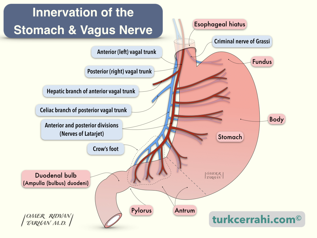 Stomach innervation and vagus nerve