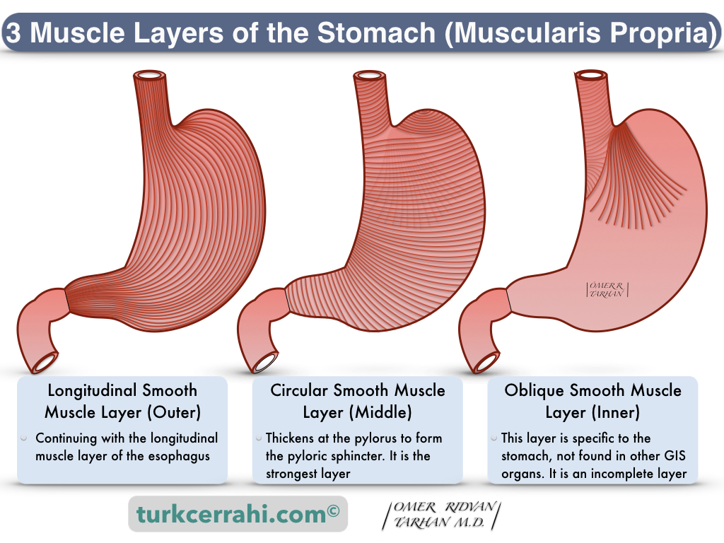 Stomach muscle layers