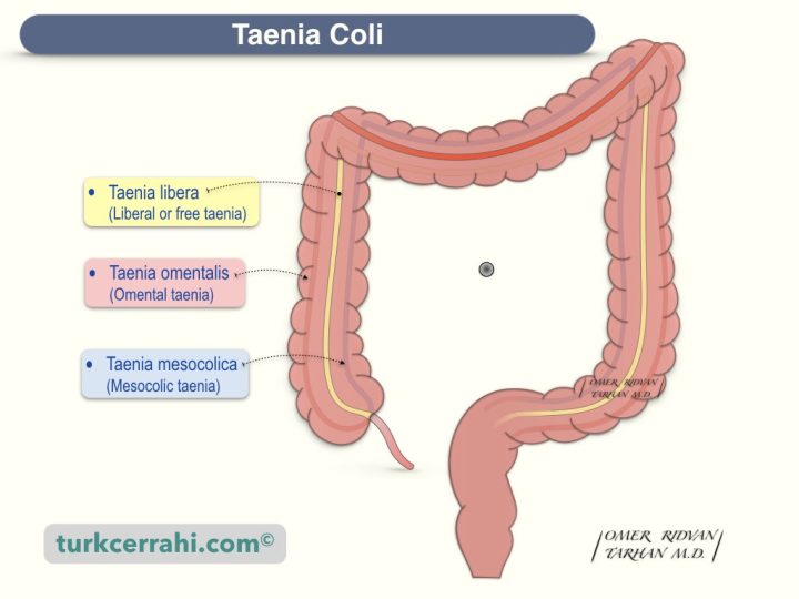 Taenia coli