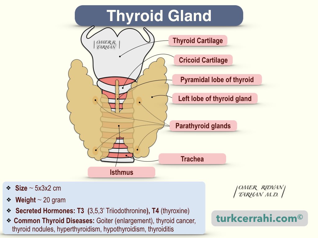 Thyroid anatomy