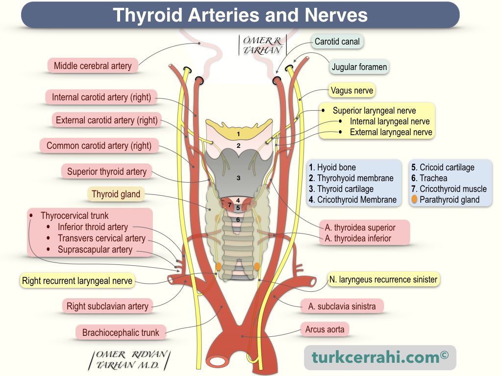 Thyroid arteries and nerves