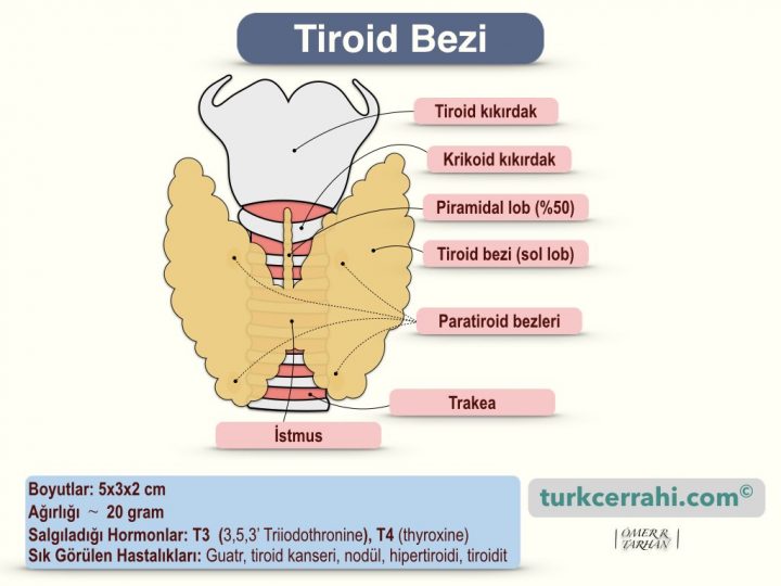 Tiroid Bezi