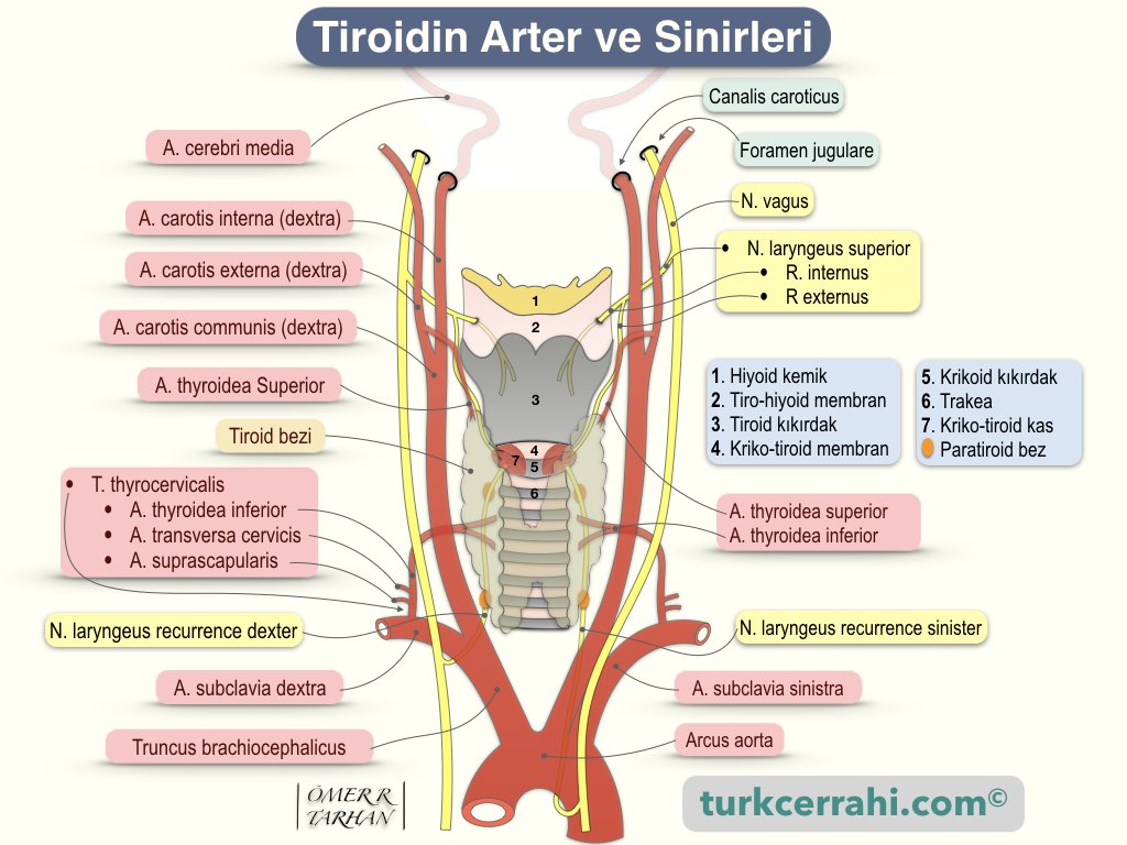 Tiroidin Arter ve Sinirleri