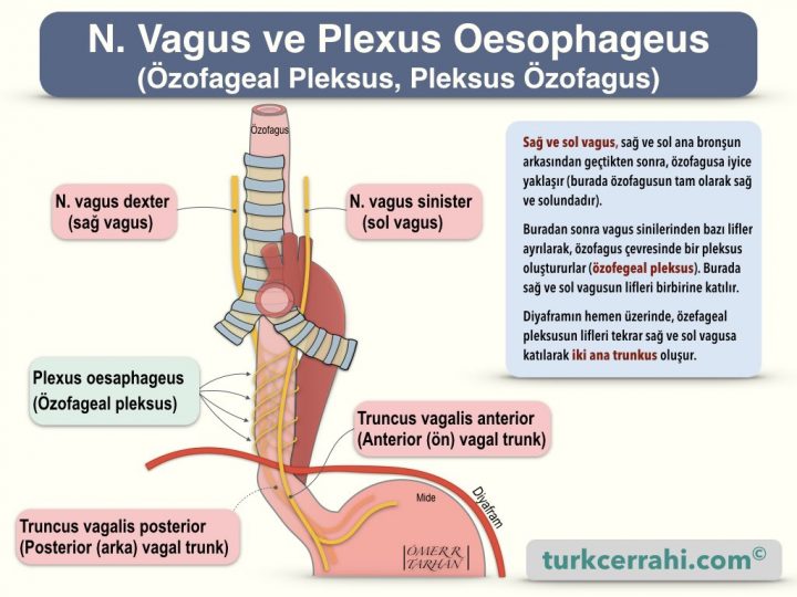 Vagus Siniri ve Özofageal Pleksus